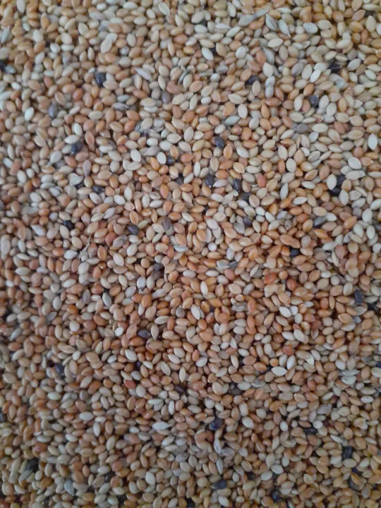 Unpolished%20Foxtail%20Millet%20For%20Birds%20-%201Kg%20(Thana%20hal%20%7C%20Thinai)%20-%20Image%202
