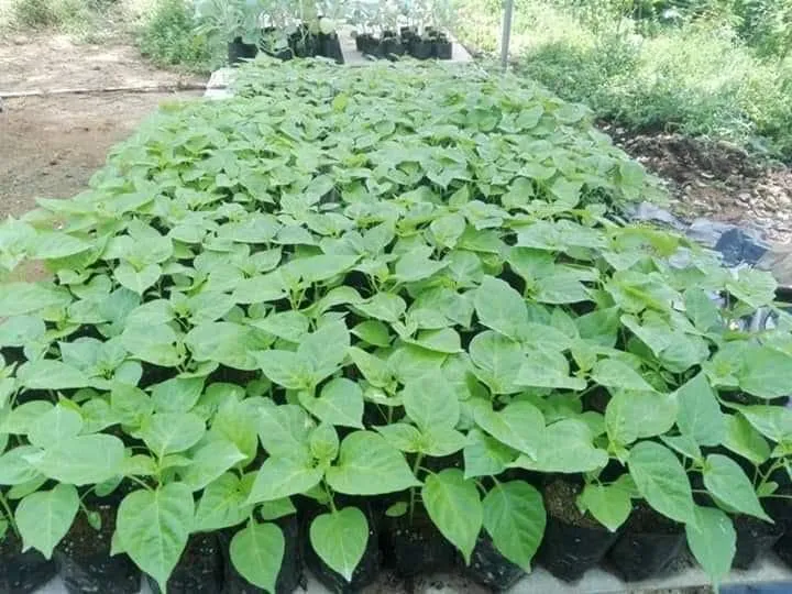 Nai%20miris%20/%20scotch%20bonnet%20darkgreen%20(seeds100)%20-%20Image%206