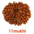 11 Mukhi Rudraksha Original/11 face rudraksha Original. 