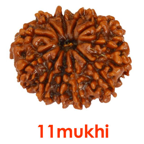 11%20Mukhi%20Rudraksha%20Original/11%20face%20rudraksha%20Original%20-%20Image%202