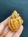 Natural lychee snail shell. 