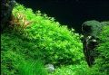Aqua Plant World - Pearl Weed (Hemianthus Micranthemoides) - Live Aquatic Fast Growing Plant - 10 stems. 