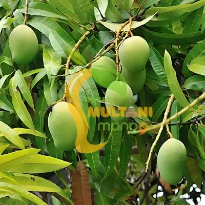 100%25%20High%20Quality%20Mausami%20Chaunsa%20Mango%20-%20100%25%20Export%20Quality,%20Premium,%20Fresh%20from%20Farm,%20Directly%20Picked,%20No%20Damage,%20No%20Fault,%20Juicy,%20Sweet,%20Delicious,%20100%25%20Natural,%20Best%20for%20Health%20-%20Image%205