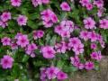 PACK OF 3 PERIWINKLE SEEDS
CATHARANTHUS ROSEUS
VINCA ROSEA DWARF
GROUND COVER PLANTS SEEDS. 