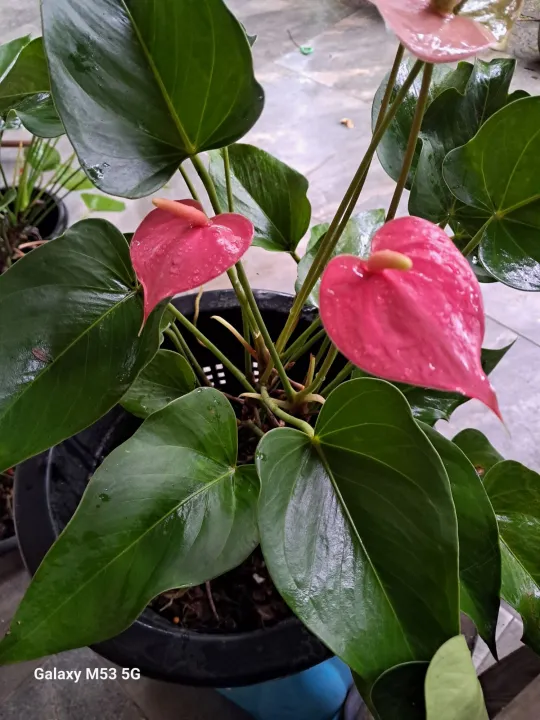 Anthurium%20pink%20-%20Image%202