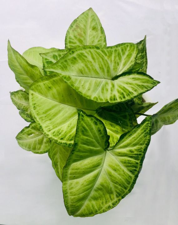 Indoor%20Home%20Decorating%20plants%20for%20your%20table%20top.%20-%20Image%203