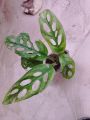 Money Plant ,  (n joy money plant ) , Lawn, & Garden , Money plant real, live plant money. 