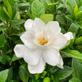 Gardenia plant/ flower plant/ live plant/ Outdoor plant/ rose flower plant. 