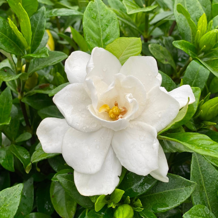Gardenia plant/ flower plant/ live plant/ Outdoor plant/ rose flower plant