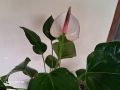 Anthurium Lady jane. 