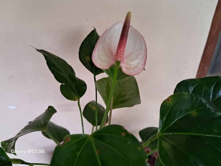Anthurium%20Lady%20jane%20-%20Image%203