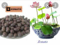 Thailand mix colours 10 Lotus seeds for your home garden. 