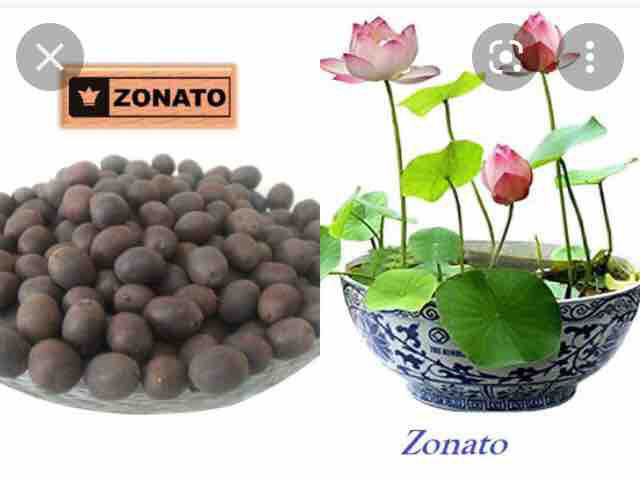 Thailand%20mix%20colours%2010%20Lotus%20seeds%20for%20your%20home%20garden%20-%20Image%205