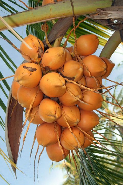 King%20Coconut%20plant%20/%20%E0%B6%AD%E0%B7%90%E0%B6%B6%E0%B7%92%E0%B6%BD%E0%B7%92%20%E0%B6%B4%E0%B7%90%E0%B6%BD%20(%203%20Years%20)%20-%20Image%203