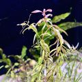 Aqua Plant World - Nesea Red - Live Aquatic Fast Growing Plant - 4 stems. 