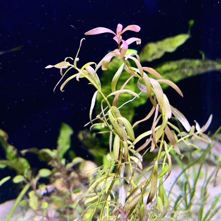 Aqua Plant World - Nesea Red - Live Aquatic Fast Growing Plant - 4 stems