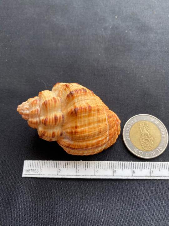 Natural%20lychee%20snail%20shell%20-%20Image%208
