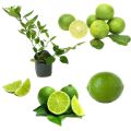 Lime plant dehi pala. 