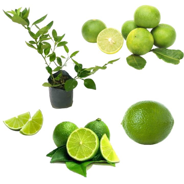 Lime%20plant%20dehi%20pala%20-%20Image%204