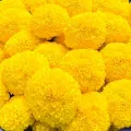 Yellow big Marigold📌Super ball🎯Cheapest 19G.🎯Yellow big marigold seeds 5-50 seeds🎈Easy planting🌼Big round flower. 