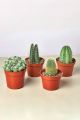 Live Cactus plant | 100% Original cactus mini plant | Original not fake or artificial | Real Cactus | Cactus with pot with fertilizer rait | Cute cactus real plant | Real product size 5 to 6 inches | Fresh stock of cactus | attractive cactus live plant. 