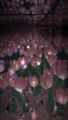 Infinity Cube Tulip Lamp. 