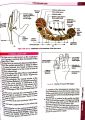 BD CHAURASIA'S HUMAN ANATOMY 9th EDITION (UPPER LIMB & THORAX) VOLUME- 1. 