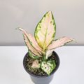 Aglonema Plant/ Indoor Plants pack- 4 plants. 