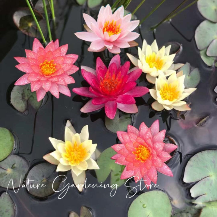 Fast%20delivery!%20Mini%20lotus%20water%20lily%20seeds,%20mini%20lotus%20water%20lily%20seeds%20hydroponic%20flower%20seed,%20flower%20seed,%20flower%20varieties,%20Japanese%20dwarf%20lotus%20flower,%20auspicious%20lotus,%20dwarf%20Lotus,%20air%20purification%20plant,%20cheap%20color%20bonsai,%20beautiful%20color%20bonsa...%20-%20Image%205