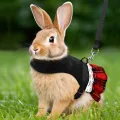 A Pet Product Fashion Festival Formal Dress Style Gold Velvet Rabbit Chest Back Set with Traction Rope. 