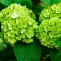 Hydrangea Green. 