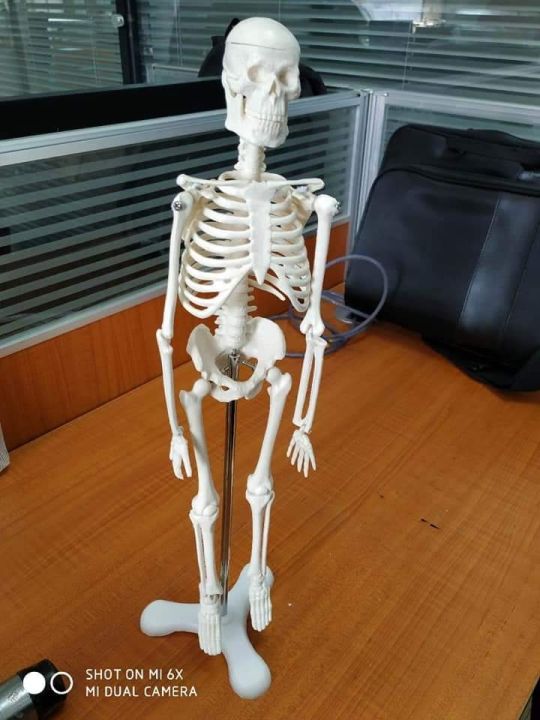 Mini%20Skeleton%20For%20student%20%20-%20Human%20Skeleton%20Model%20for%20Anatomy%20Anatomical%20Skeleton%20Human%20Skeleton%20Anatomy%20Skeleton%20Model%2017in%20-%20Image%208