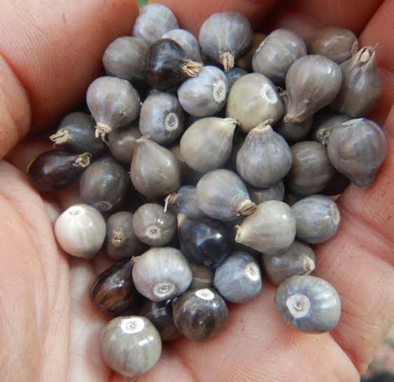 Tasbeeh dana (Job's Tear) Plant Seeds - 10 seeds