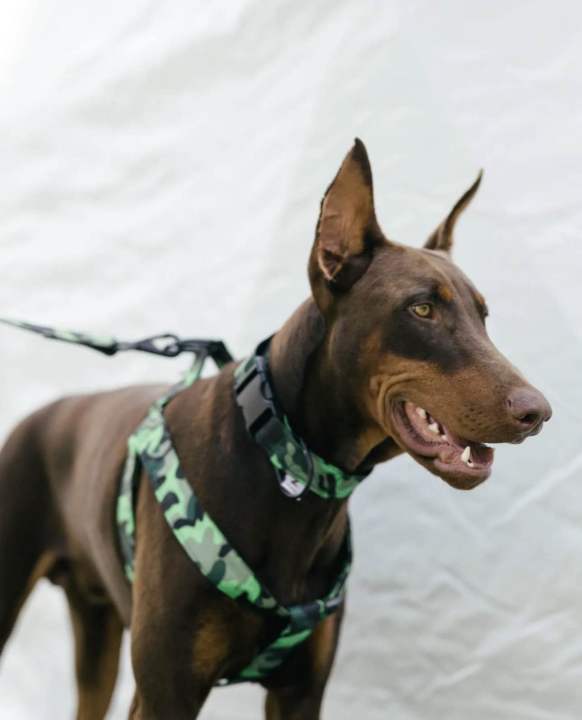 Neon Camo Collar