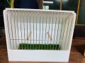 Lovebirds Show Cage made by PVC. 