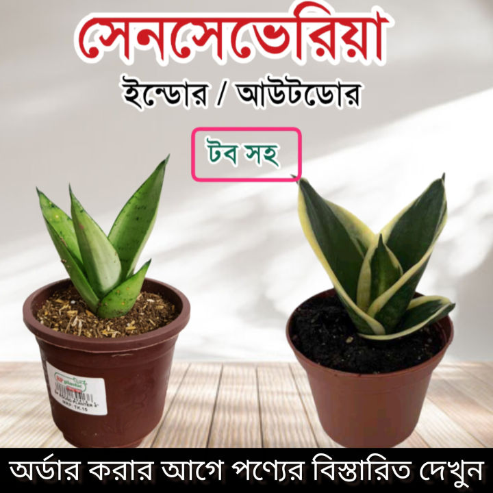 Senciveria Black Star/Night Owl / Birds nest with pot - Indoor/Outdoor Plant