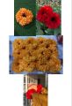 Artificial Flower Hand Gajra /Bangles/Kangan for wedding and multifunction JG/18Y. 