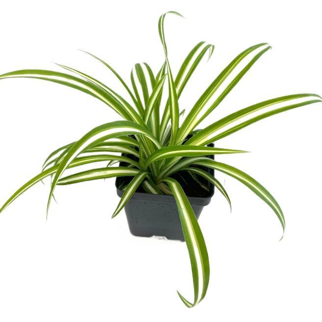 Spider Double Color Live Plant