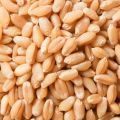 Wheat Grain A+ Export Quality Wheat Seeds Gandom 1KG. 