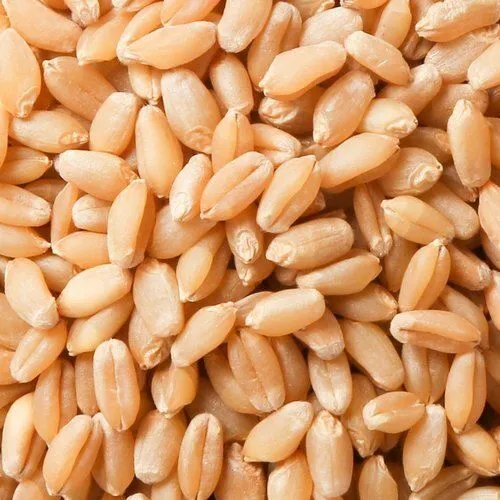Wheat%20Grain%20A+%20Export%20Quality%20Wheat%20Seeds%20Gandom%201KG%20-%20Image%202