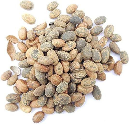 croton tiglium,Jamalghota 50gm(premium quality of A&AA store)