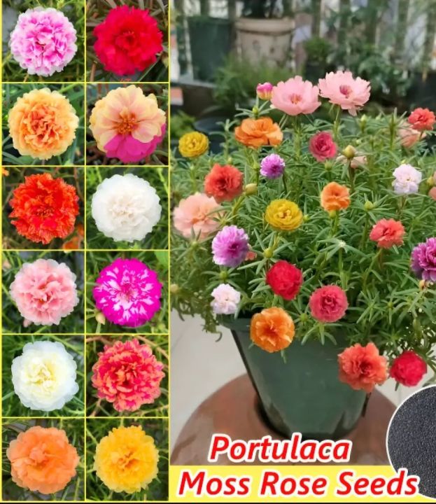 Portulica Flower Seeds -30 pis (10 colors+) | Daraz.com.bd