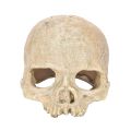 Fish Tank Aquarium Skull Decoration Breeding House Simulation Resin Cranium Statue Spider Scorpion Lizard Shelter Home Ornament. 