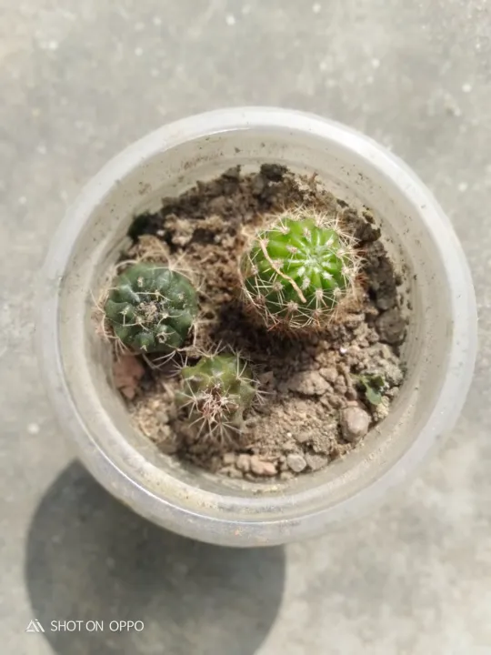 3%20different%20cactus%20with%20out%20pot%20and%20media%20-%20Image%203