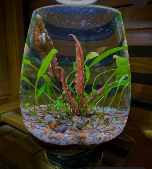 Betta%20fish%20Bowl/%20Glass%20Bowl%20for%20mini%20planted%20terrarium,%20planted%20-%20Image%205