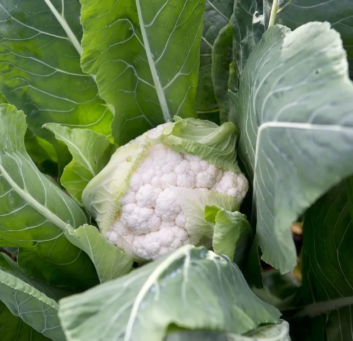 Yaramila%20Winner%2015:9:20+TE%20100g,200g,500g%20High%20Nitrogen%20fertilizer%20For%20Vegitables%20and%20flowers%20-%20Image%207