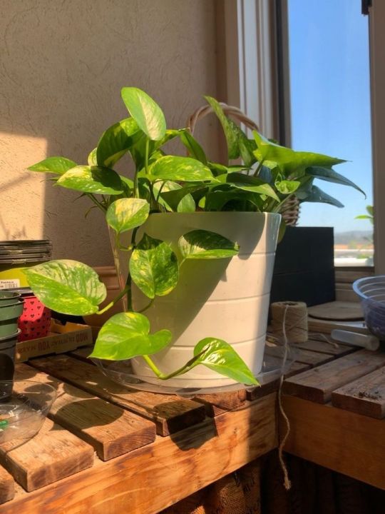 Golden%20leaf%20pothos%20money%20plant%20%20indoor%20and%20outdoor%20plant%201%20pcs%20-%20Image%203