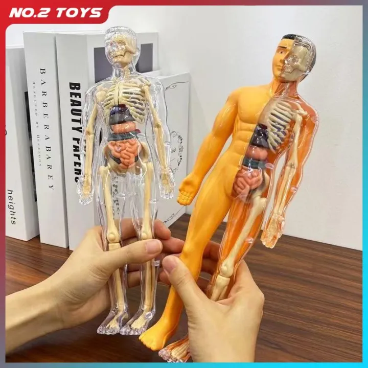 Body Scanner Toy Body Learning Tools Children's Cognitive Toy Human Anatomy Model ...