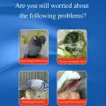 Green Water Stools, Pigeon Medicine, Newcastle Disease, Bursitis, Pigeon Supplies, Racing Pigeons, Parrots, Bird Supplies. 