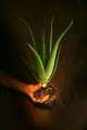 aloe vera plant without pot. 